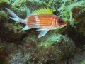 Squirrelfish.